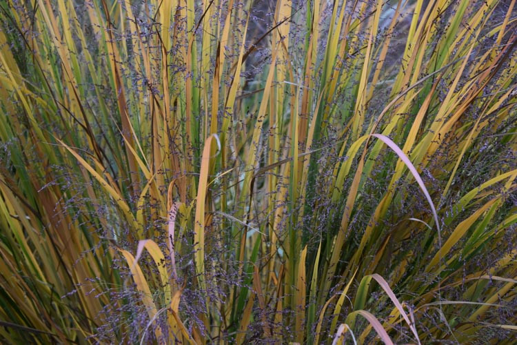 Panicum virgatum 'Northwind' (Switch Grass)